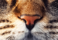 Animal Noses