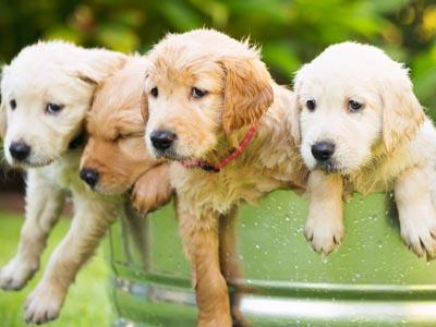 Bucket of Golden Retriever Puppies