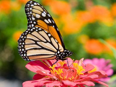 Monarch Butterfly Jigsaw Puzzle