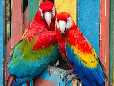 Colorful Macaw Parrots in Panama