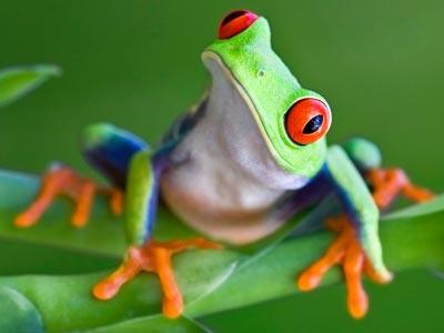 Curious Red Eye Tree Frog
