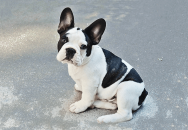 Name That Dog! Vol. 1: Animals